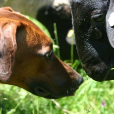 2006 06 11 Schafe 007 Gina