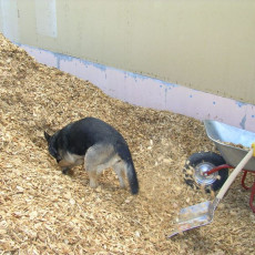 Hanni Hackschnitzel 03