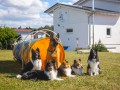 Jogis Hundeschule 063