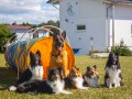 Jogis Hundeschule 068